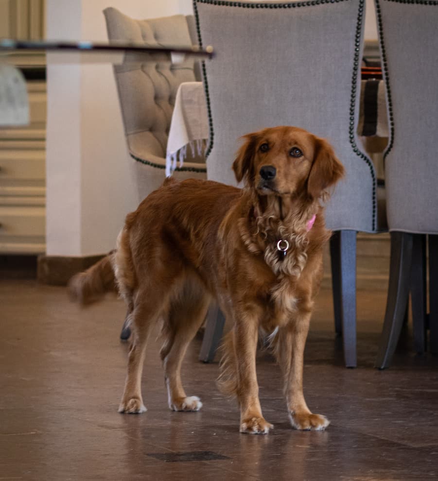 Casa las Palmas, San Miguel de Allende imagen 23